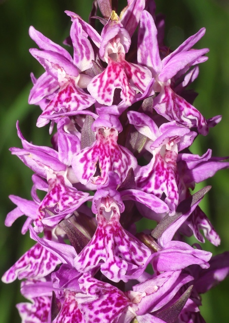 Dactylorhiza romana in una splendida variabilit - provincia di Caserta marzo 2019